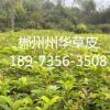 產(chǎn)品名稱：紅葉石楠