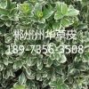 產(chǎn)品名稱：金邊黃楊