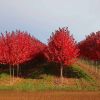 紅楓
