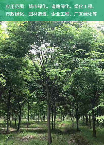 櫸樹