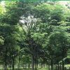 櫸樹
