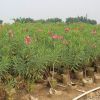 夾竹桃
