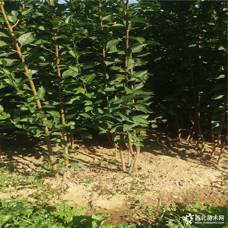 芙蓉