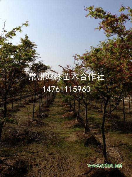 雞爪槭
