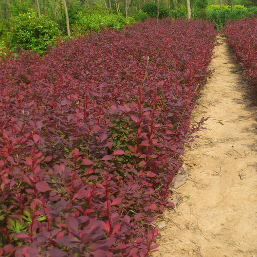 紅葉小檗