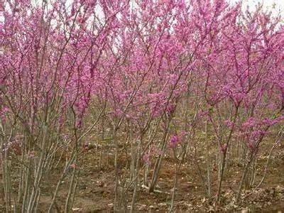 紫荊