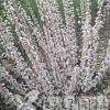 珍珠梅