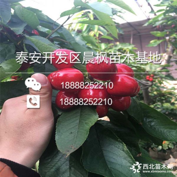 櫻桃