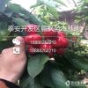 櫻桃
