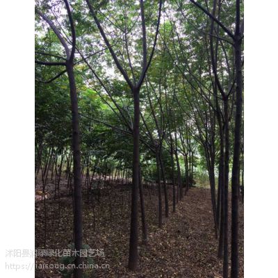 苦楝