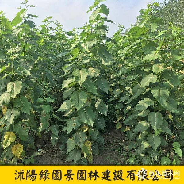 意楊