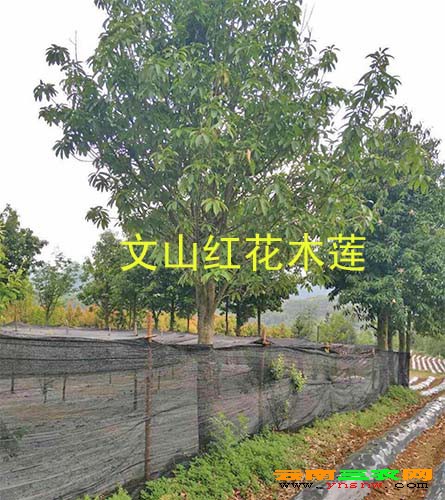 紅花木蓮