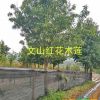 紅花木蓮