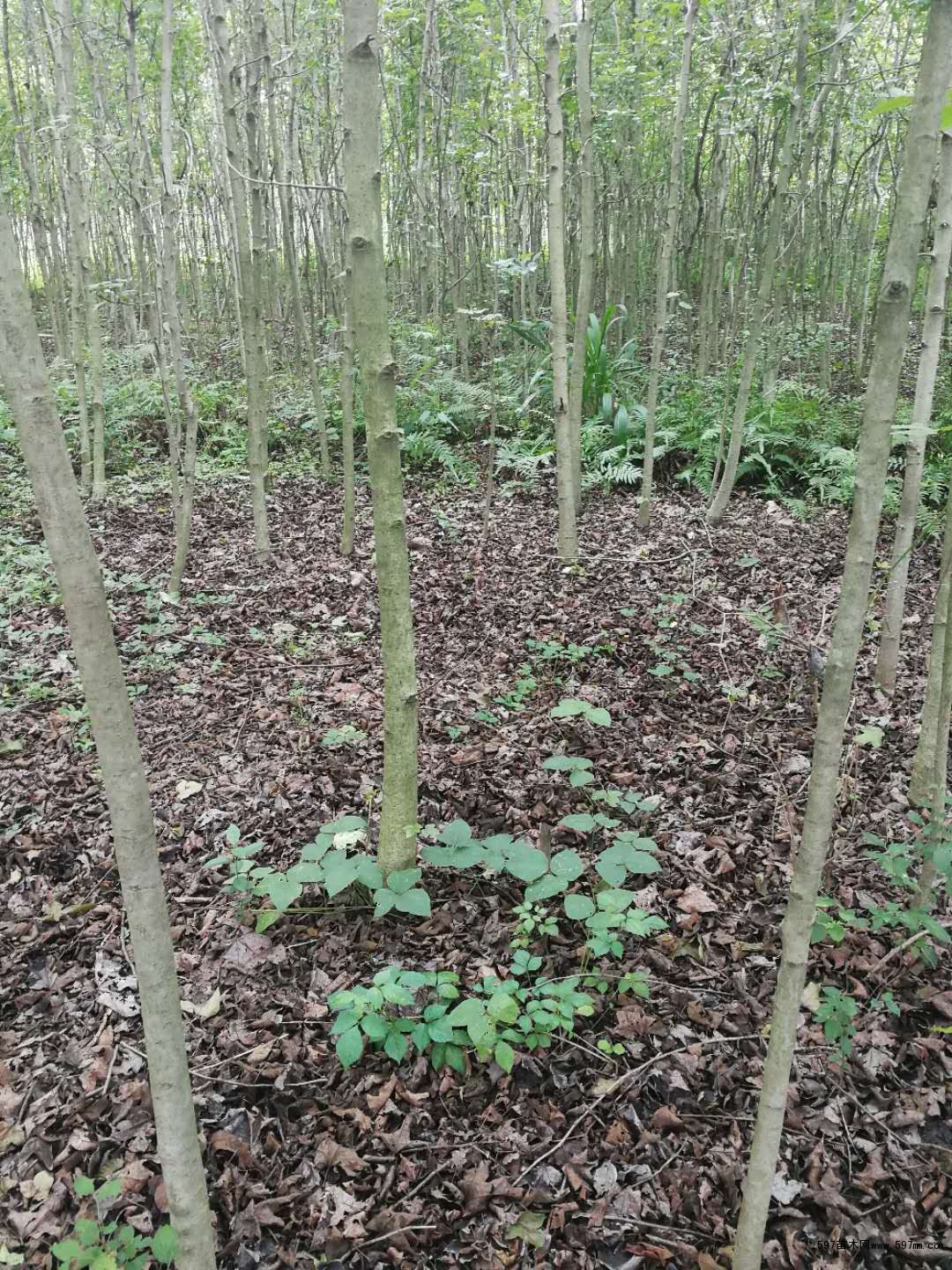 楓香