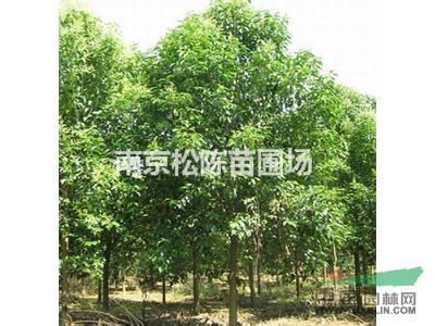 構樹