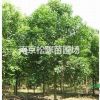 構(gòu)樹