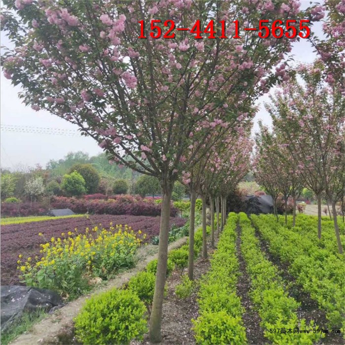 櫻花