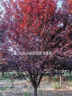 紅葉李