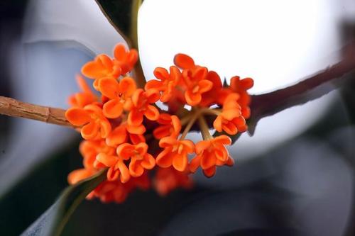 桂花
