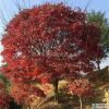 紅楓