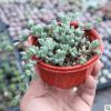 碧玉蓮多肉植物批發開花多頭群生吊蘭含盆帶土
