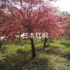 日本紅楓