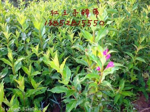 錦帶