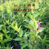 錦帶
