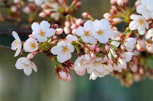 櫻花