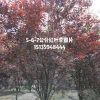 紫葉李