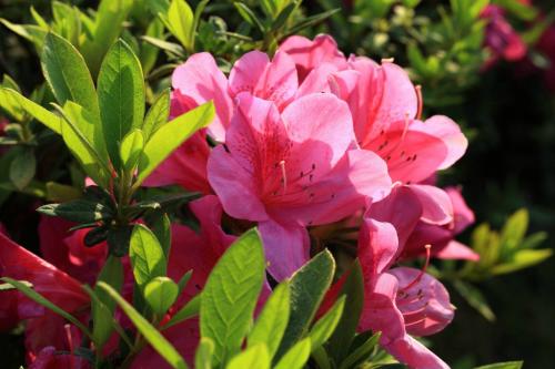 杜鵑花
