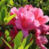 杜鵑花
