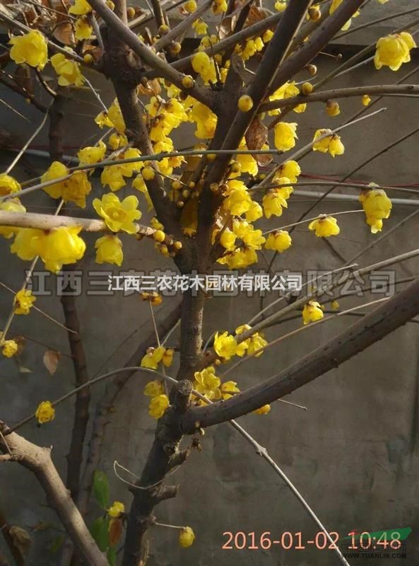 臘梅