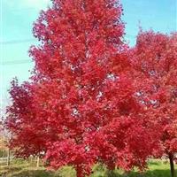紅楓
