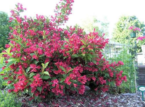 錦帶花