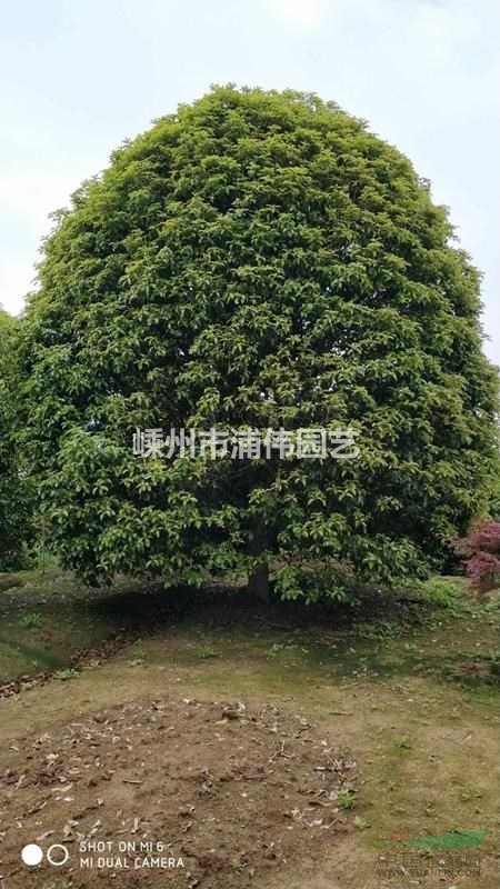 桂花