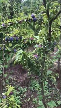 嫁接苗地栽南方種植水果苗