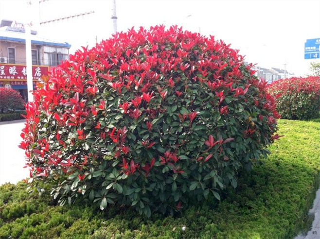 紅葉石楠
