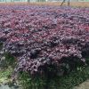 紅花繼木