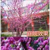 庭院 紫荊花苗 巨紫荊樹苗 滿條紅紫荊小苗櫻花苗