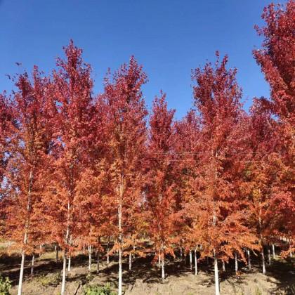 美國紅楓