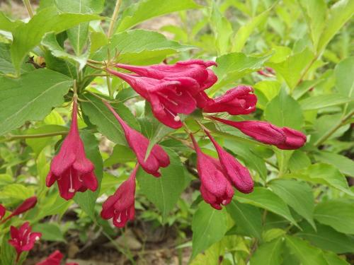錦帶花
