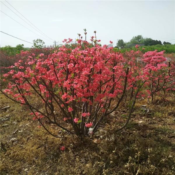 杜鵑