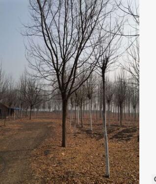 基地直供20公分皂角樹 優質1-3年帽皂角