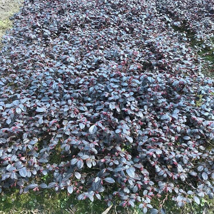 紅花繼木