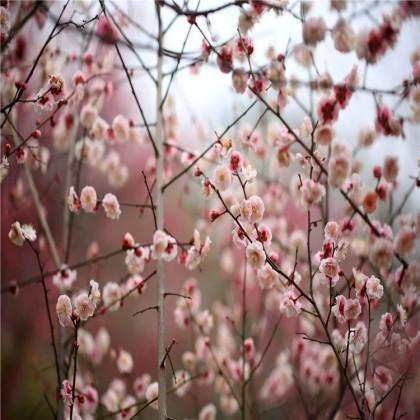 梅花
