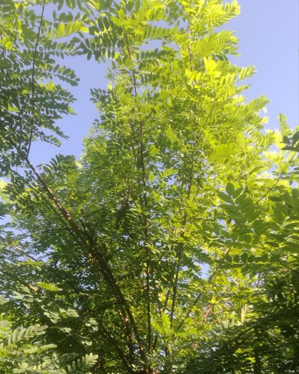 香花槐