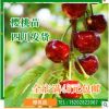 苗圃直發四川櫻桃果樹苗木 南方北方種植