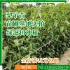 苗圃直發四川梨子苗果樹苗木 南方北方種植