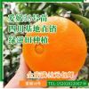 紅美人 愛媛38號 果凍橙 愛媛橙子 愛媛果凍